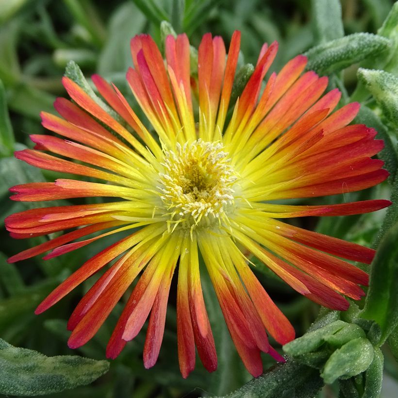 Delosperma Wheels of Wonder Fire (Flowering)