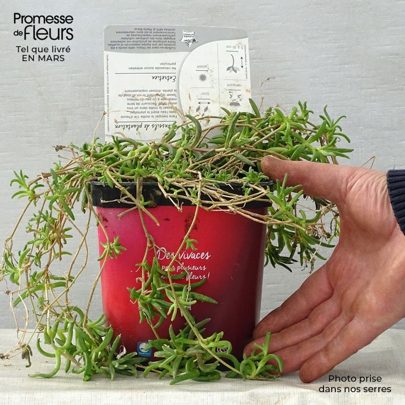 Example of Delosperma Wheels of Wonder Fire Vaso da 2L/3L as you get in printemps
