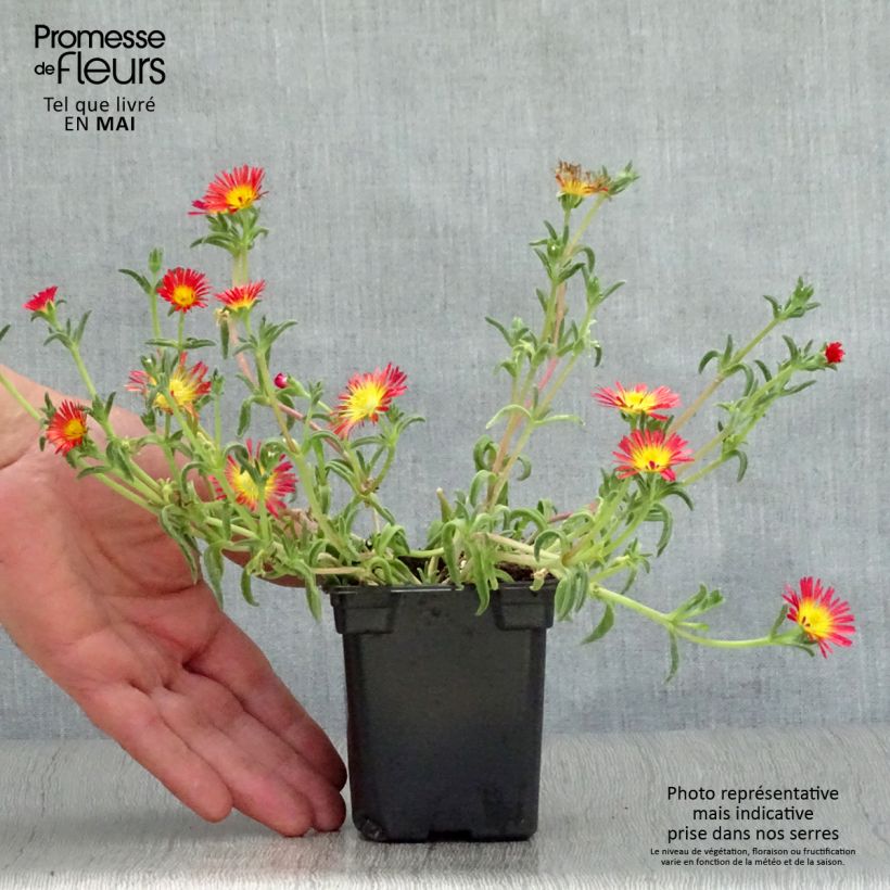 Example of Delosperma Wheels of Wonder Fire Vasetto da 7/8 cm as you get in printemps
