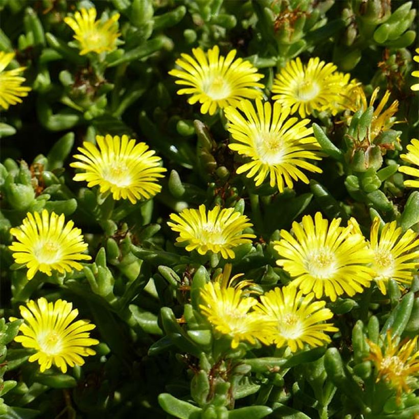 Delosperma Wheels of Wonder Golden (Flowering)