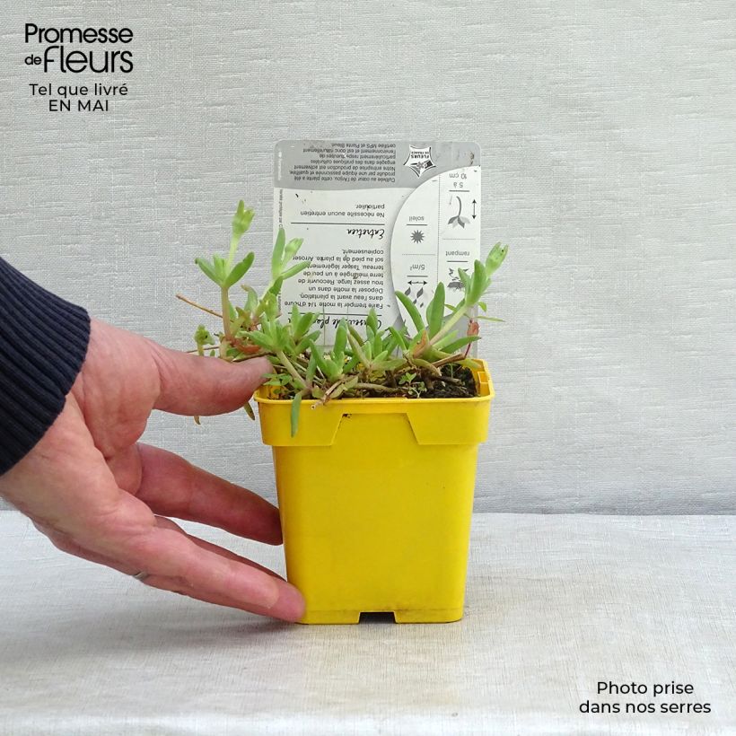 Example of Delosperma Wheels of Wonder Golden Vasetto da 7/8 cm as you get in printemps