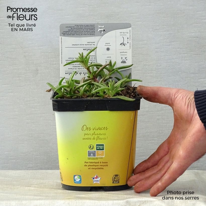 Example of Delosperma Wheels of Wonder Golden Vaso da 2L/3L as you get in printemps