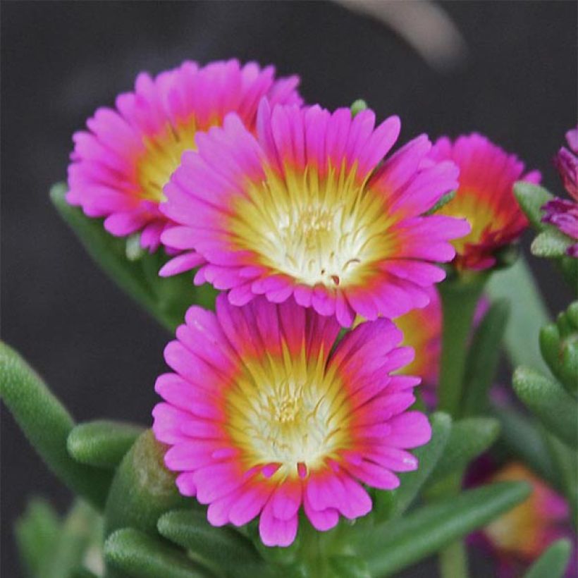 Delosperma Wheels of Wonder Hot Pink (Flowering)