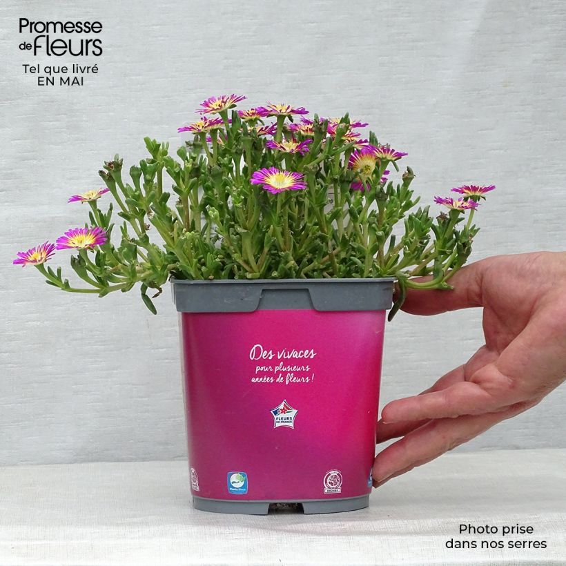 Example of Delosperma Wheels of Wonder Hot Pink Vaso da 2L/3L as you get in printemps