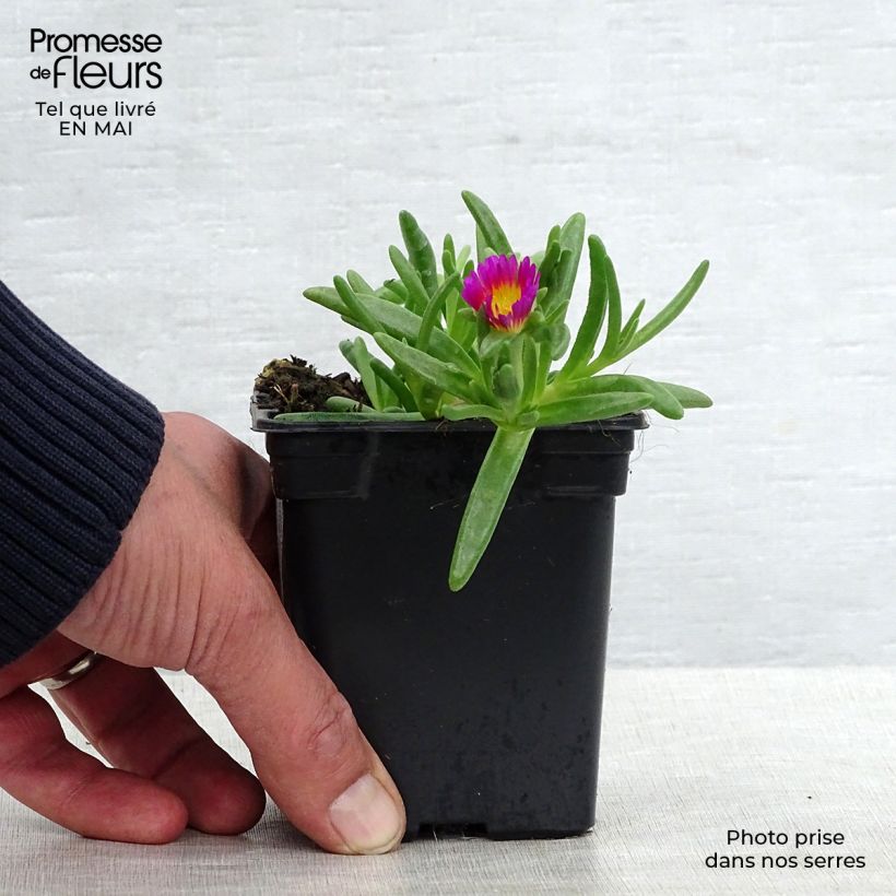 Example of Delosperma Wheels of Wonder Hot Pink Vasetto da 7/8 cm as you get in printemps