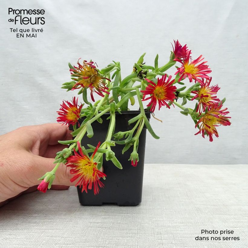Example of Delosperma Wheels of Wonder Orange Vasetto da 7/8 cm as you get in printemps