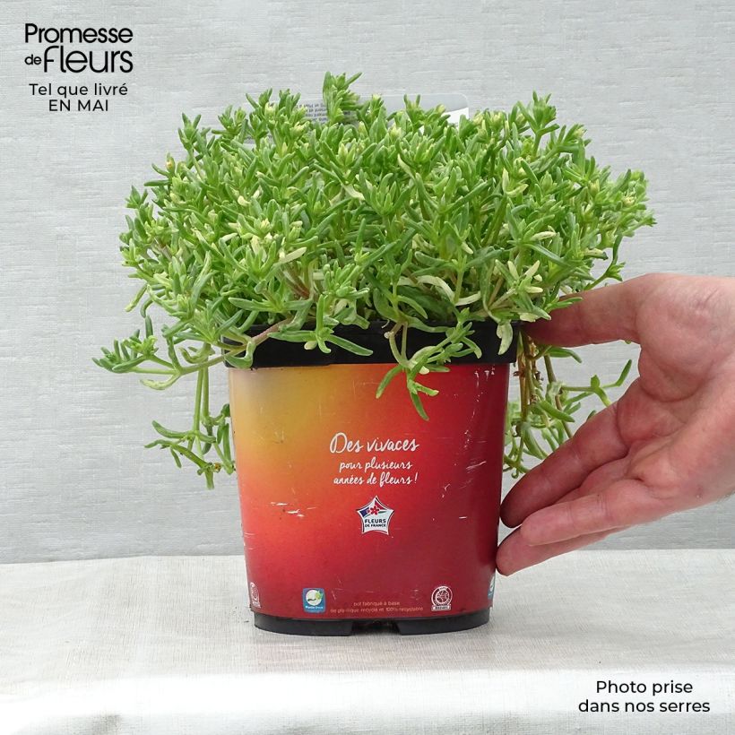 Example of Delosperma Wheels of Wonder Orange Vaso da 2L/3L as you get in printemps