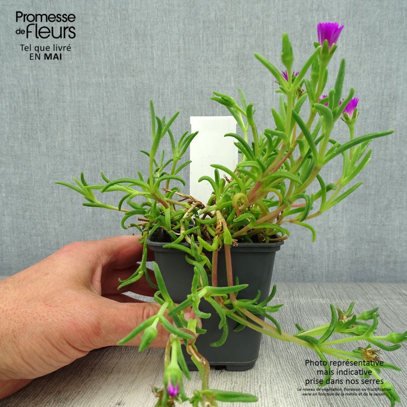 Delosperma Wheels of Wonder Violet Vasetto da 8/9 cm esemplare consegnato in primavera