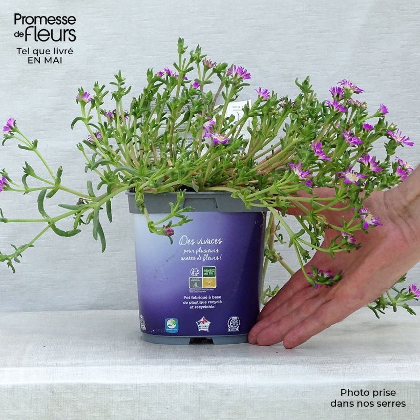 Delosperma Wheels of Wonder Violet Vaso da 2L/3L esemplare consegnato in primavera