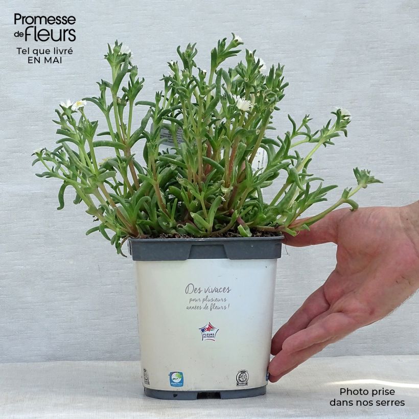 Example of Delosperma Wheels of Wonder White Vaso da 2L/3L as you get in printemps