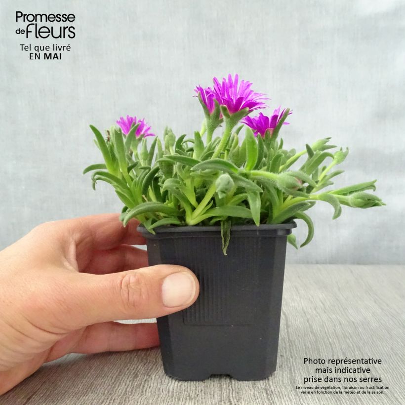 Example of Delosperma sutherlandii Vasetto da 8/9 cm as you get in printemps
