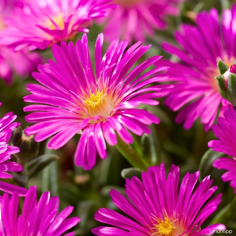 Delosperma Ocean Sunset Violet (Flowering)