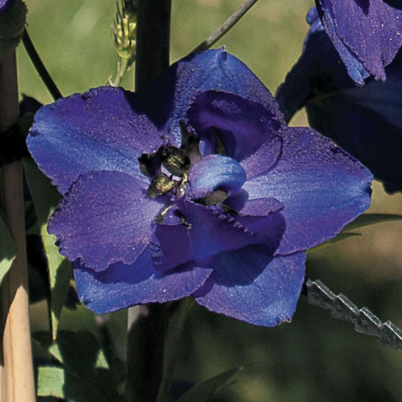 Delphinium Pacific-hybrid Black Knight - Speronella (Flowering)