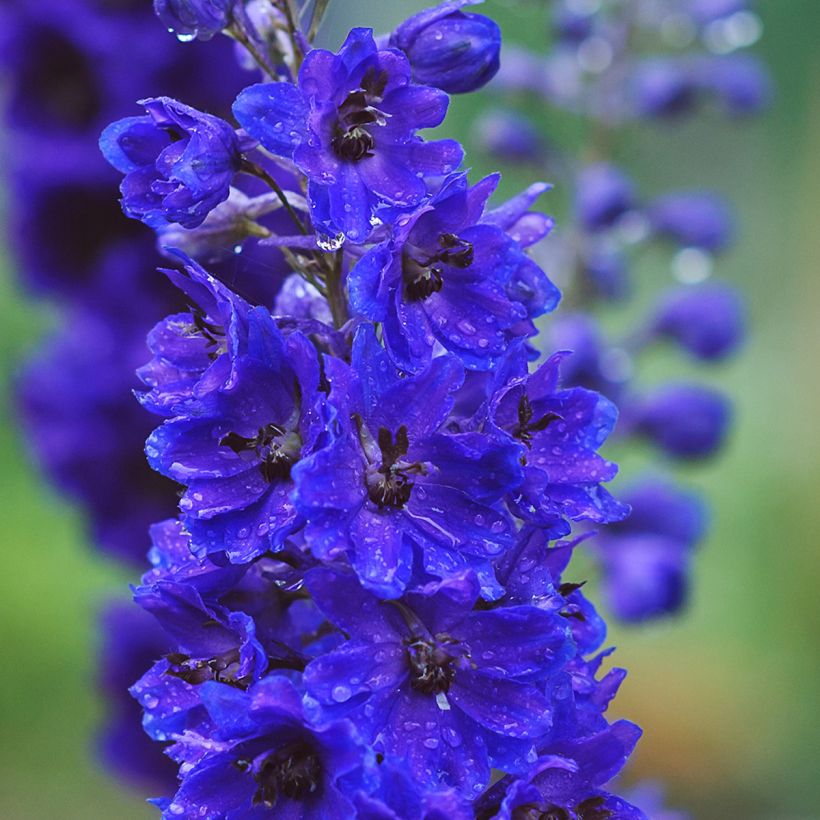 Delphinium Pacific-hybrid Magic Fountain Dark Blue-Black Bee - Speronella (Flowering)