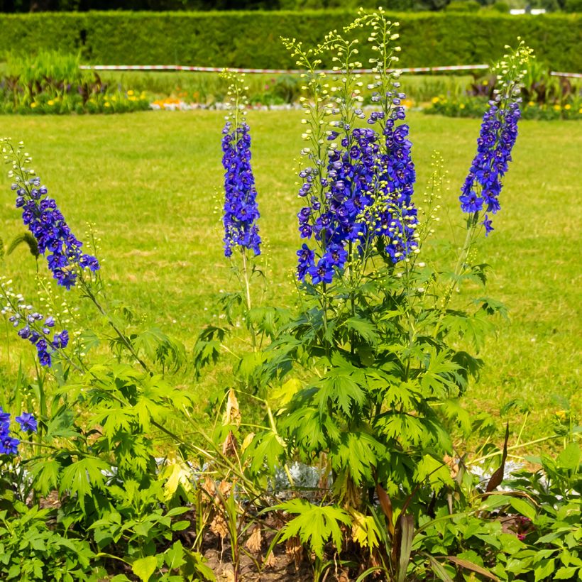 Delphinium Pacific-hybrid Magic Fountain Dark Blue-White Be - Speronella (Porto)