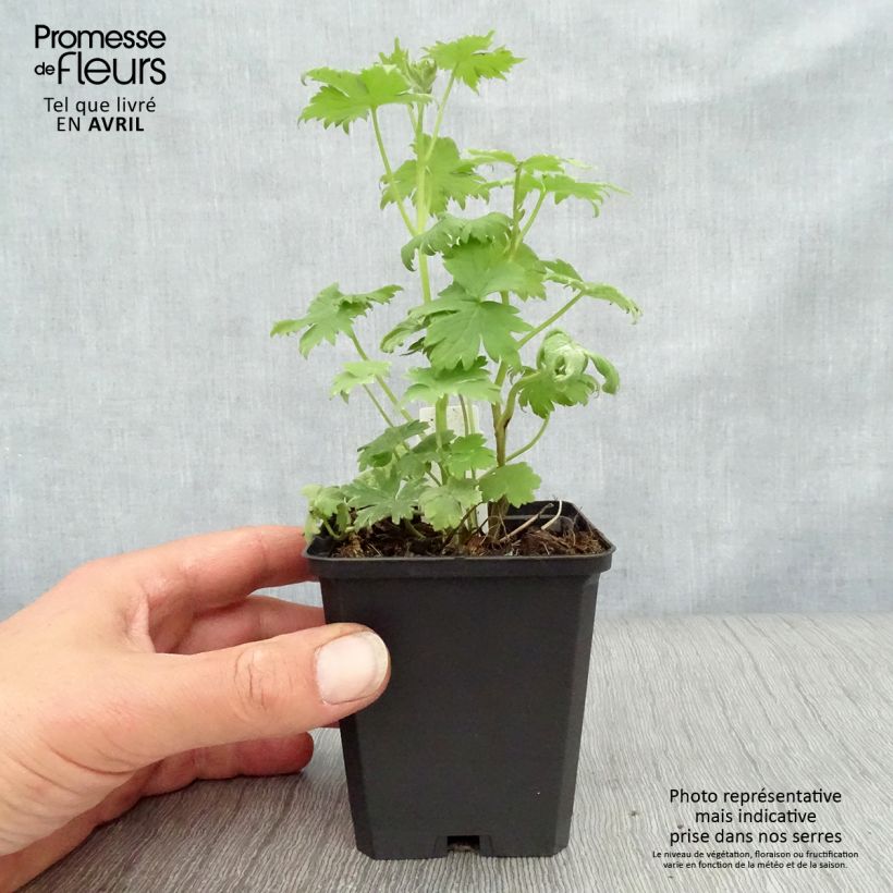 Delphinium Pacific-hybrid Magic Fountain Dark Blue-White Be - Speronella Vasetto da 8/9 cm esemplare consegnato in primavera