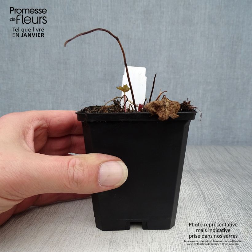 Example of Delphinium Pacific-hybrid Deep Rose-White Bee - Speronella Vasetto da 8/9 cm as you get in hiver