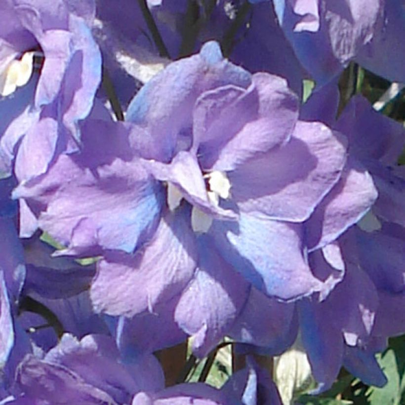 Delphinium Pacific-hybrid Guinevere - Speronella (Flowering)