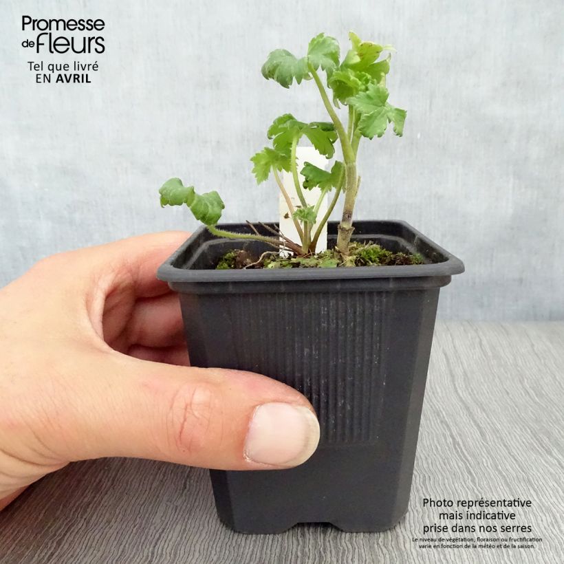 Delphinium elatum Highlander Bolero - Speronella elevata Vasetto da 8/9 cm esemplare consegnato in primavera