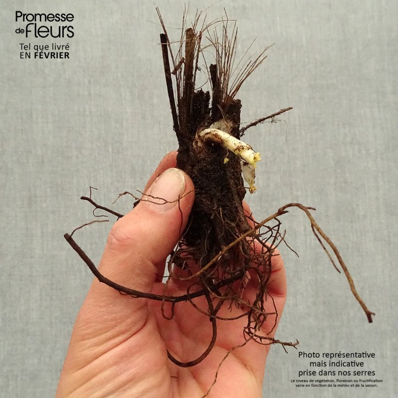 Delphinium elatum Highlander Bolero - Speronella elevata Piante piccole a radice nuda esemplare consegnato in inverno