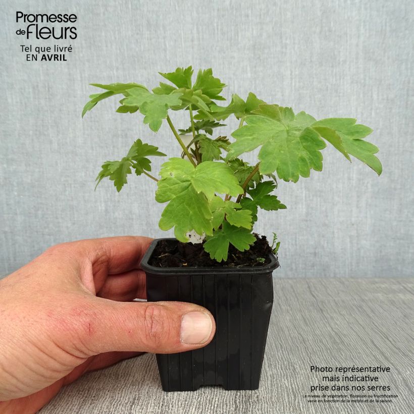 Delphinium elatum Highlander Cha Cha - Speronella elevata Vasetto da 8/9 cm esemplare consegnato in primavera