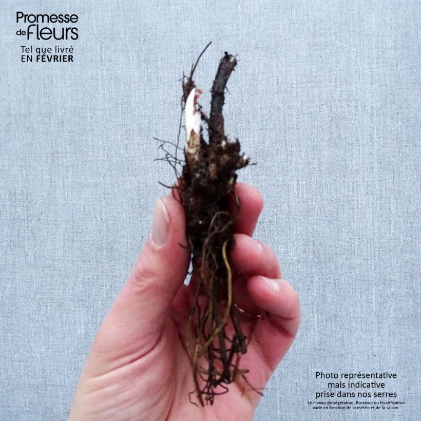 Delphinium elatum Highlander Flamenco - Speronella elevata Piante piccole a radice nuda esemplare consegnato in inverno