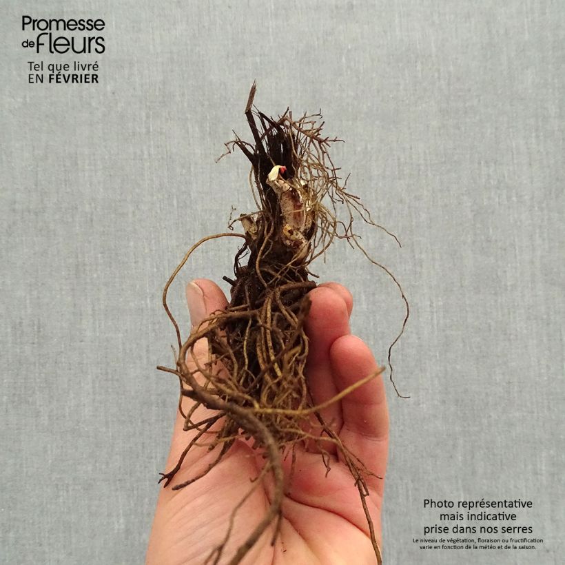 Delphinium elatum Highlander Sweet Sensation - Speronella elevata Piante piccole a radice nuda esemplare consegnato in inverno