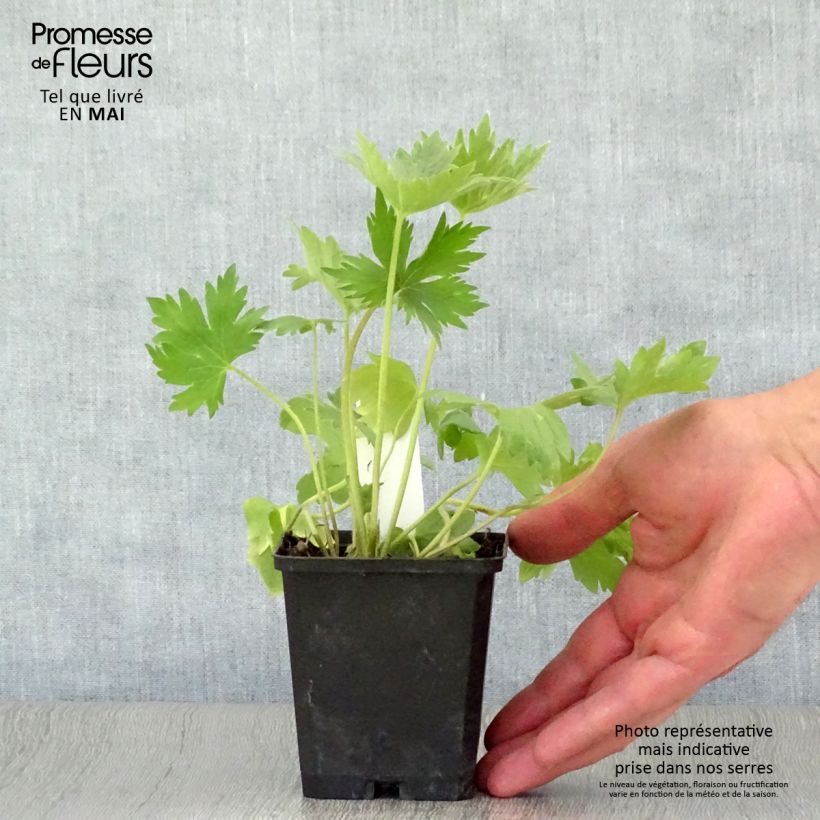 Delphinium Pacific-hybrid Astolat - Speronella Vasetto da 8/9 cm esemplare consegnato in primavera