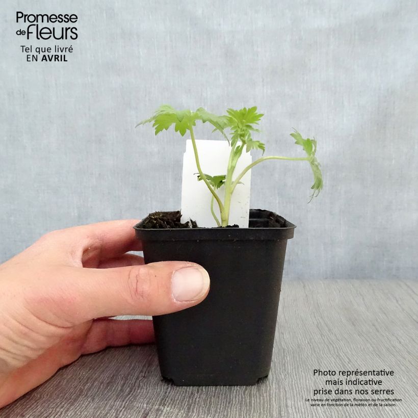 Example of Delphinium Pacific-hybrid Black Knight - Speronella Vasetto da 7/8 cm as you get in printemps