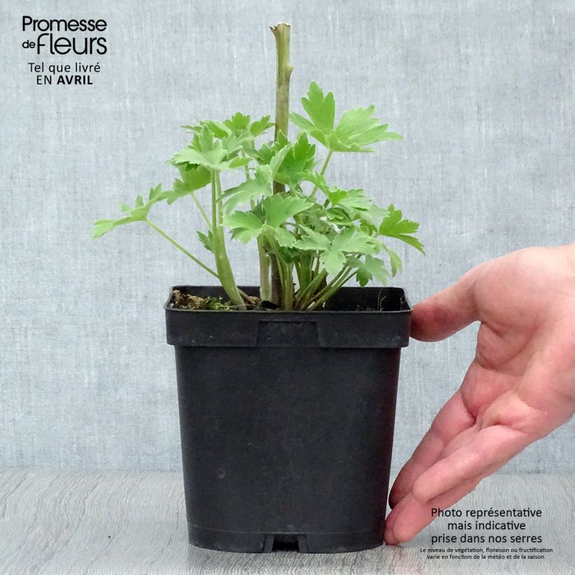 Example of Delphinium Pacific-hybrid Black Knight - Speronella Vaso da 2L/3L as you get in printemps