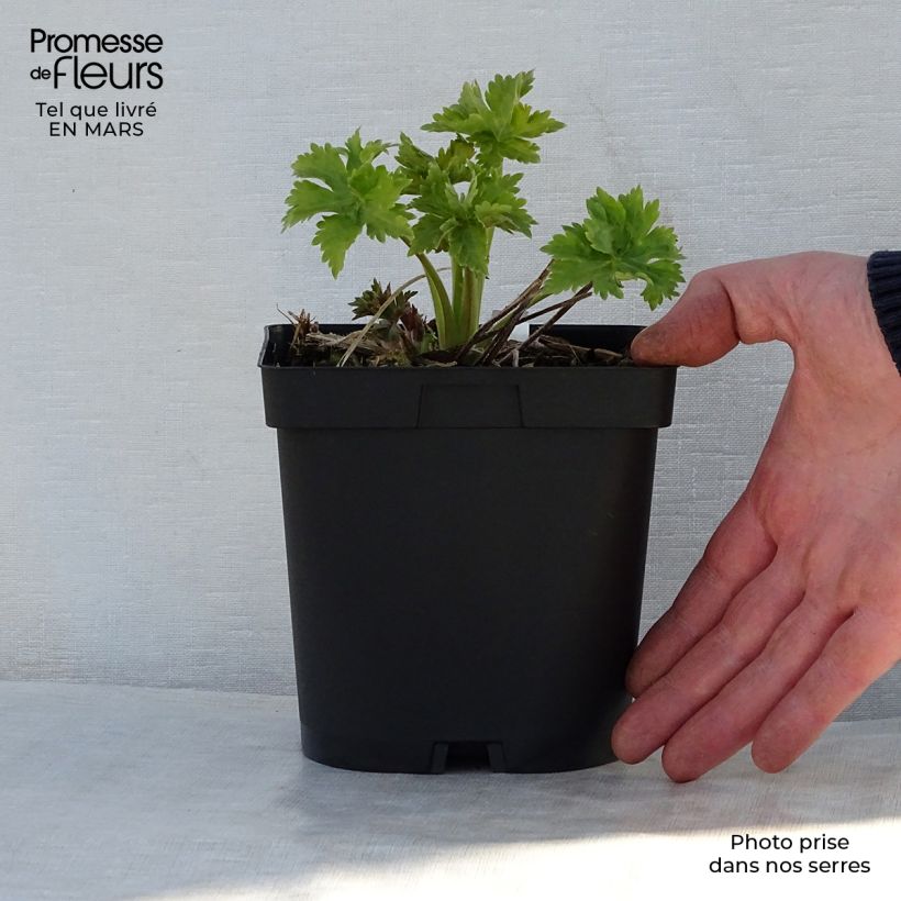 Delphinium Pacific-hybrid Blue Biird - Speronella Vaso da 2L/3L esemplare consegnato in primavera