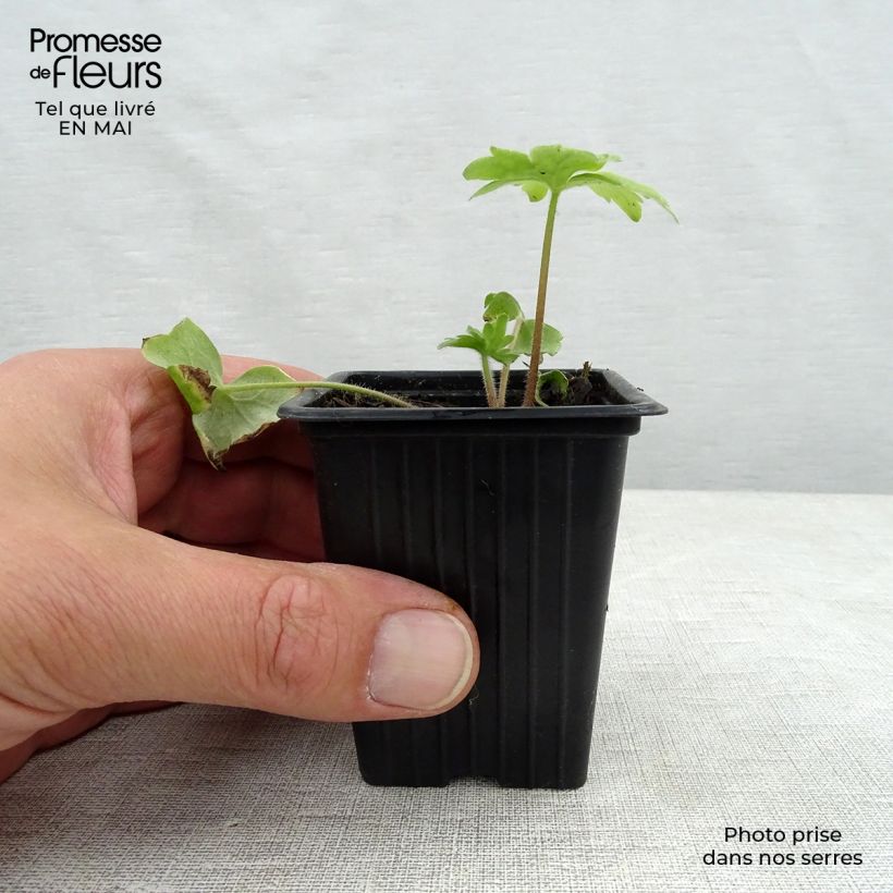 Delphinium Pacific-hybrid Blue Biird - Speronella Vasetto da 7/8 cm esemplare consegnato in primavera