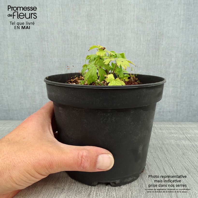 Delphinium Pacific-hybrid Blue Jay - Speronella Vaso da 2L/3L esemplare consegnato in primavera