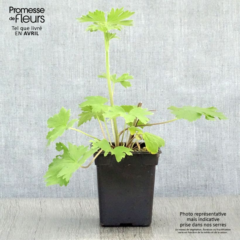 Delphinium Pacific-hybrid Blue Jay - Speronella Vasetto da 7/8 cm esemplare consegnato in primavera