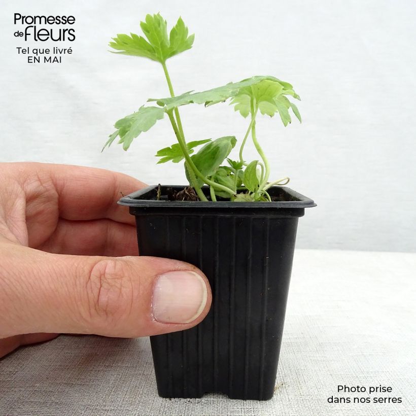 Delphinium Pacific-hybrid Galahad - Speronella Vasetto da 7/8 cm esemplare consegnato in primavera