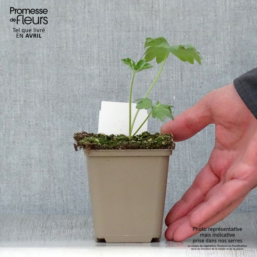 Example of Delphinium Pacific-hybrid Guinevere - Speronella Vasetto da 7/8 cm as you get in printemps