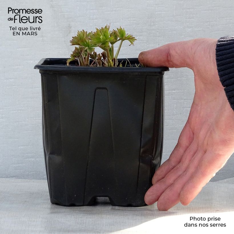 Example of Delphinium Pacific-hybrid King Arthur - Speronella Vaso da 2L/3L as you get in printemps