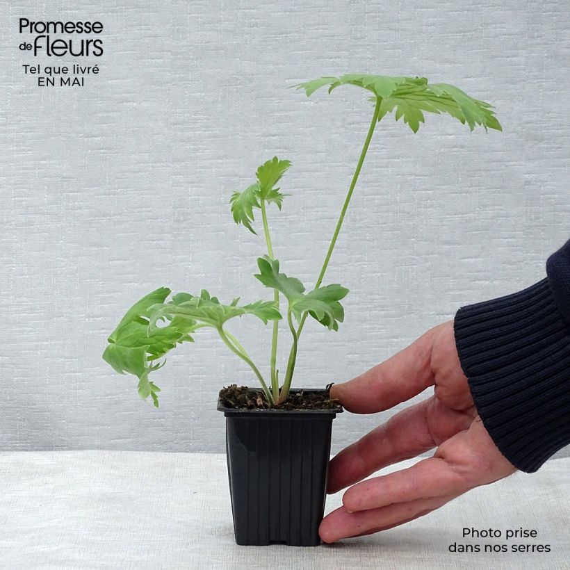 Example of Delphinium Pacific-hybrid King Arthur - Speronella Vasetto da 7/8 cm as you get in printemps