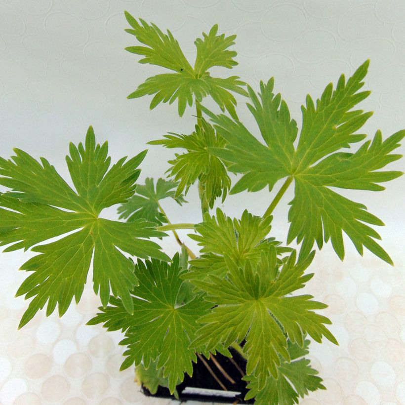 Delphinium Pacific-hybrid Summer Skies - Speronella (Foliage)