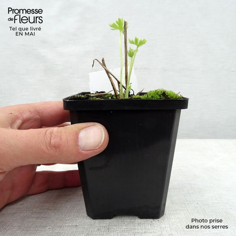 Example of Delphinium Pacific-hybrid Summer Skies - Speronella Vasetto da 7/8 cm as you get in printemps