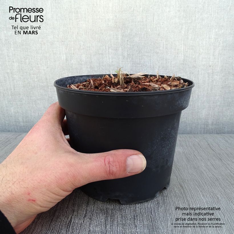 Example of Delphinium Pacific-hybrid Summer Skies - Speronella Vaso da 2L/3L as you get in hiver