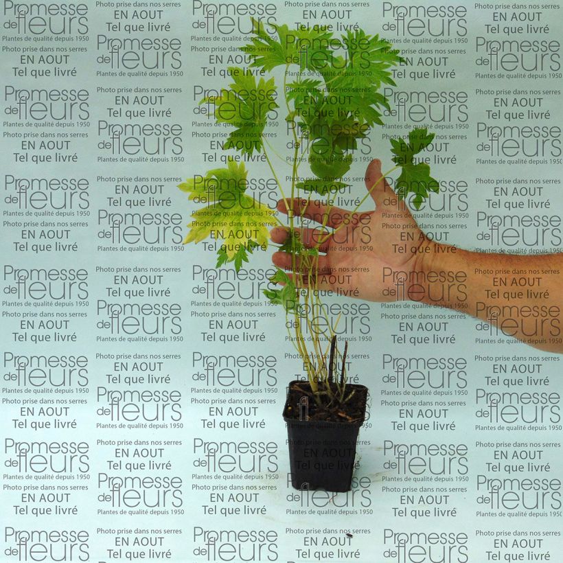 Example of Delphinium Pacific-hybrid Cameliard - Speronella Vasetto da 8/9 cm as you get