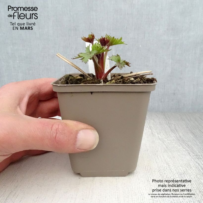 Delphinium elatum Pagan Purples - Speronella elevata Vasetto da 8/9 cm esemplare consegnato in primavera