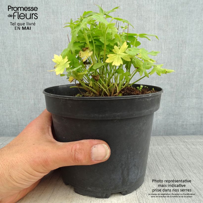 Delphinium ruysii Pink Sensation - Speronella Vaso da 2L/3L esemplare consegnato in primavera