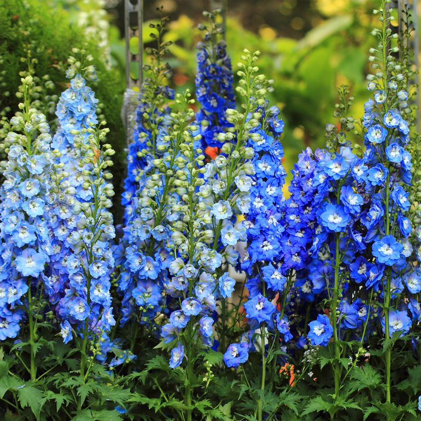 Delphinium Pacific-hybrid Magic Fountain Sky Blue-White Bee - Speronella (Porto)