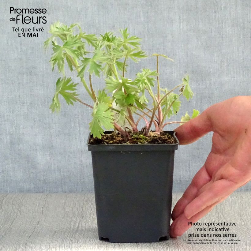 Delphinium Strawberry Fair - Speronella Vasetto da 8/9 cm esemplare consegnato in primavera