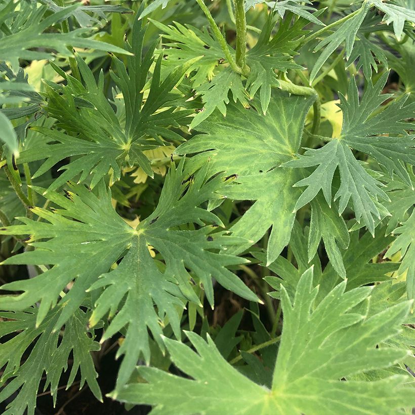 Delphinium belladonna Völkerfrieden - Speronella (Foliage)