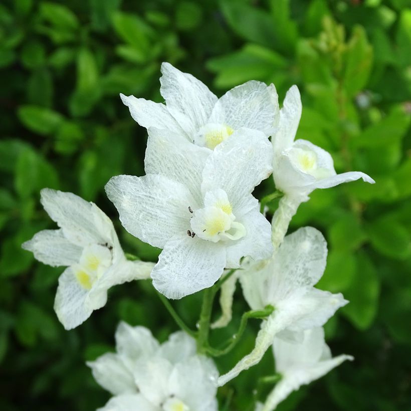 Delphinium belladona Casa Blanca - Speronella (Flowering)