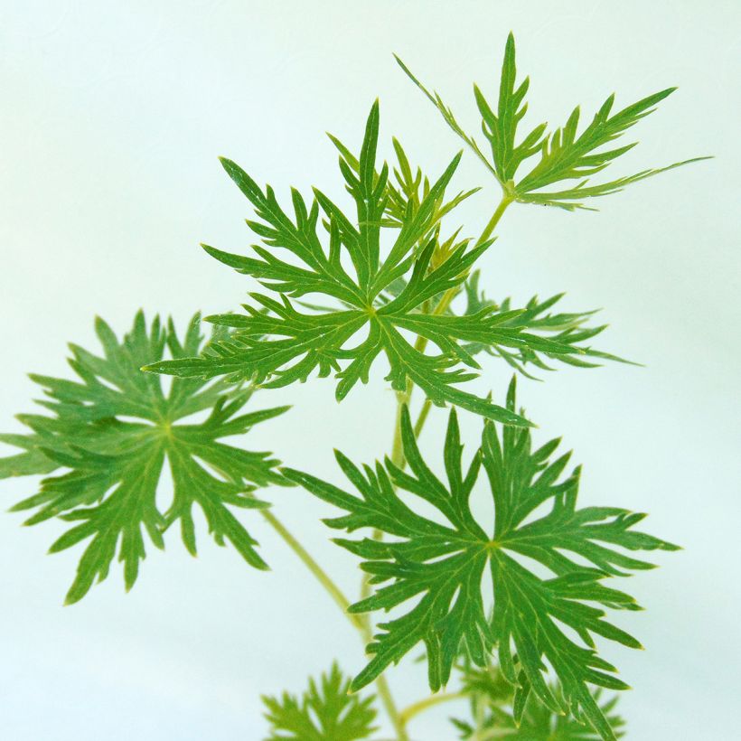 Delphinium belladona Cliveden Beauty - Speronella (Foliage)