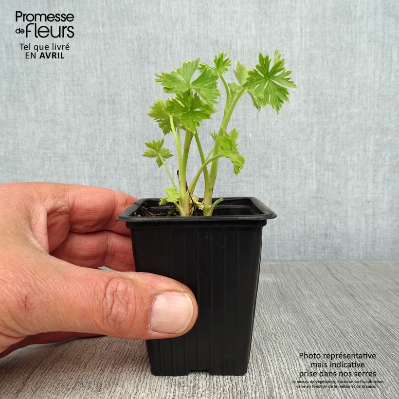 Example of Delphinium belladona Cliveden Beauty - Speronella Vasetto da 7/8 cm as you get in printemps